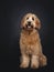 Friendly Labradoodle / Cobberdog on black background