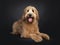 Friendly Labradoodle / Cobberdog on black background