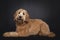 Friendly Labradoodle / Cobberdog on black background