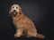 Friendly Labradoodle / Cobberdog on black background