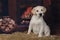 A friendly Labrador in the background of the fireplace