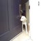 Friendly Labrador at the Front Door