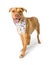 Friendly Labrador Terrier Crossbreed Wearing Bandana