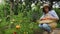 Friendly Latino pretty woman, eco farmer, harvesting fresh organic tomatoes from the greenhouse garden in a wooden crate