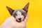 Friendly and loving sphynx cat. Isolated on yellow background. Person petting the kitten