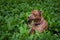 A friendly loyal and protective Red nose Pitbull lying in the grass.