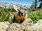 Friendly Marmot Looking Right Into The Camera On Mount Hoffman, Yosemite National Park, California, United States Of America