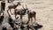 Friendly moment of two four-legged South African oryx animals chewing grass. Oryx gazella standing next to each other. African ani