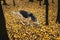 Friendly mongrel dog sniffing ground in autumnal park