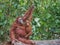 Friendly mother and baby orangutans sit on a log lying down (Indonesia)