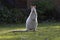 Friendly neighbor pose of white wallaby on Bruny Island, Tasmania