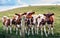 Friendly neighbourhood curious cows come to greet and meet on the hill behind the cricket club at White Coppice in the Chorley