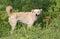 Friendly off white alert color dog in grass land