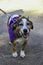 A friendly old beagle wears a cute costume.