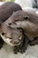 Friendly Otters