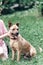 Friendly owner petting dog outdoors while on a walk in the park, hapyp dog playing with human , animal shelter concept