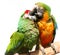 Friendly Parrots