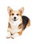 Friendly Pembroke Welsh Corgi Dog Laying