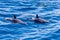 Friendly pod of Common Dolphins on the surface of a tropical ocean