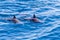 Friendly pod of Common Dolphins on the surface of a tropical ocean