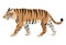 Friendly predatory animal, cute walking tiger icon