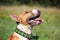 Friendly red and white bull terrier portrait