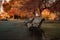 Friendly seagull on a dark brown wooden park bench, wet by the morning dew during a tranquility and silent time