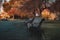 Friendly seagull on a dark brown wooden park bench, wet by the morning dew during a tranquility and silent time