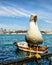 Friendly seagull posing for a good close-up