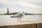 A Friendly Seagull Walking Enjoying the View with Lady Liberty Background. New York City, USA