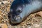 Friendly seal laying at Patitiri beach in Alonnisos island, Sporades, Greece