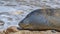 Friendly seal laying at Patitiri beach in Alonnisos island, Sporades, Greece