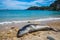 Friendly seal laying at Patitiri beach in Alonnisos island, Sporades, Greece