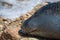 Friendly seal laying at Patitiri beach in Alonnisos island, Sporades, Greece