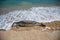 Friendly seal laying at Patitiri beach in Alonnisos island, Sporades, Greece