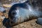 Friendly seal laying at Patitiri beach in Alonnisos island, Sporades, Greece