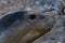 Friendly seal laying at Patitiri beach in Alonnisos island, Sporades, Greece