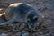 Friendly seal laying at Patitiri beach in Alonnisos island, Sporades, Greece