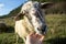 Friendly sheep from the herd cuddling with the woman`s hand on the meadow.