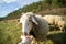 Friendly sheep from the herd cuddling with the woman`s hand on the meadow.