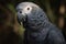 A friendly and social African Grey parrot talking and singing, showing off its intelligent and social nature. Generative AI