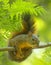 Friendly squirrel in the humid forest