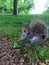 Friendly Squirrel Perched in the Grass