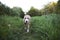 Friendly Staffordshire Bull Terrier walking on green meadow
