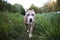Friendly Staffordshire Bull Terrier walking on green meadow