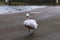 Friendly swan walking on the shore in Regent`s Park