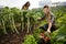 Friendly team harvesting fresh vegetables from the rooftop greenhouse garden and planning harvest season