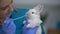 Friendly vet feeding rabbit with pipette, caring for cub, healthy nutrition