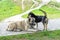 Friendly watchdogs rest on paved road in sunny autumn park