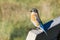 Friendly western bluebird sitting on a bench, Shoreline Park, San Francisco bay area, Mountain View, California